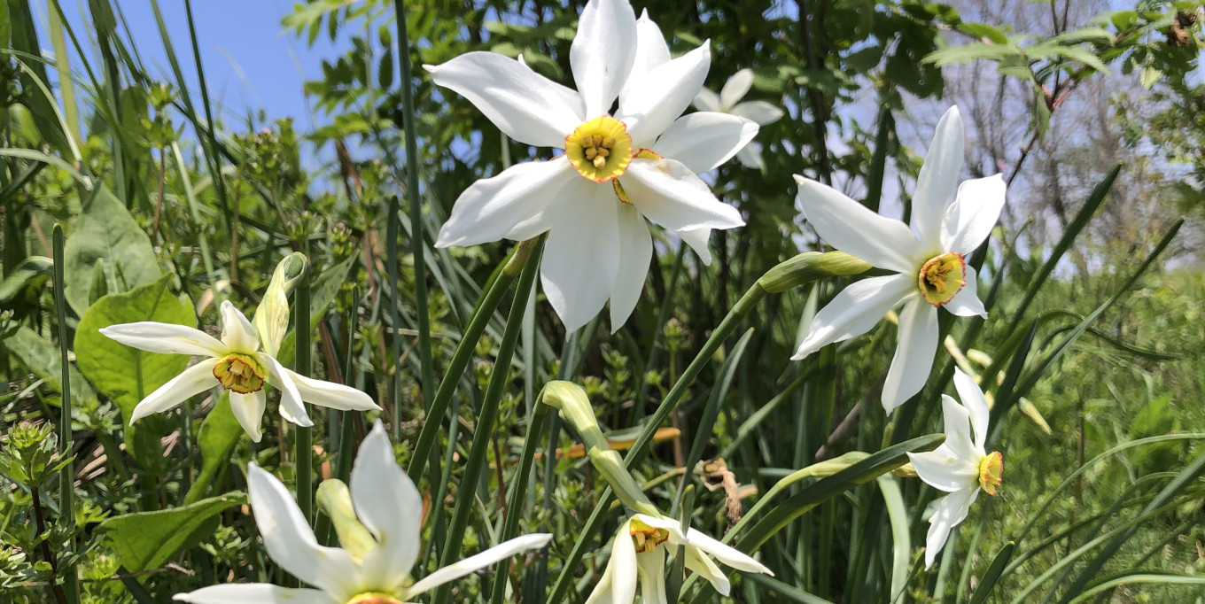 Narcisse des poètes